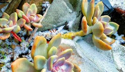 公认“耐冻”的12种多肉，-10℃低温无压力，出状态漂亮极了 - 今日头条