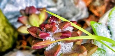 公认“耐冻”的12种多肉，-10℃低温无压力，出状态漂亮极了 - 图画吧TUHUABA