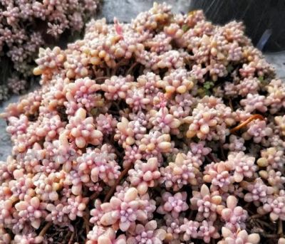 公认“耐冻”的12种多肉，-10℃低温无压力，出状态漂亮极了 - 图画吧TUHUABA