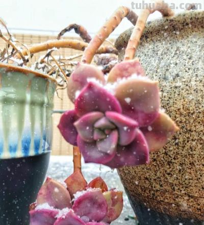 公认“耐冻”的12种多肉，-10℃低温无压力，出状态漂亮极了 - 图画吧TUHUABA