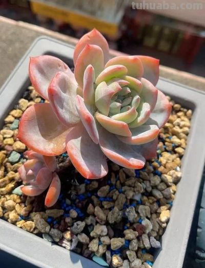 此时节的多肉，正有清风上南枝的景致 - 图画吧TUHUABA