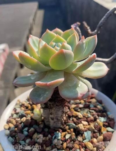 此时节的多肉，正有清风上南枝的景致 - 图画吧TUHUABA