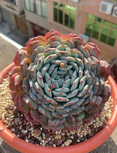 此时节的多肉，正有清风上南枝的景致 - 图画吧TUHUABA