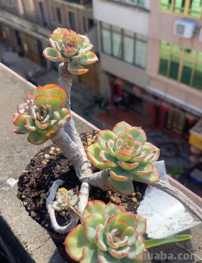 此时节的多肉，正有清风上南枝的景致 - 图画吧TUHUABA