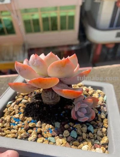 此时节的多肉，正有清风上南枝的景致 - 图画吧TUHUABA