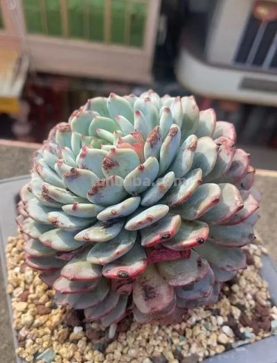 此时节的多肉，正有清风上南枝的景致 - 图画吧TUHUABA