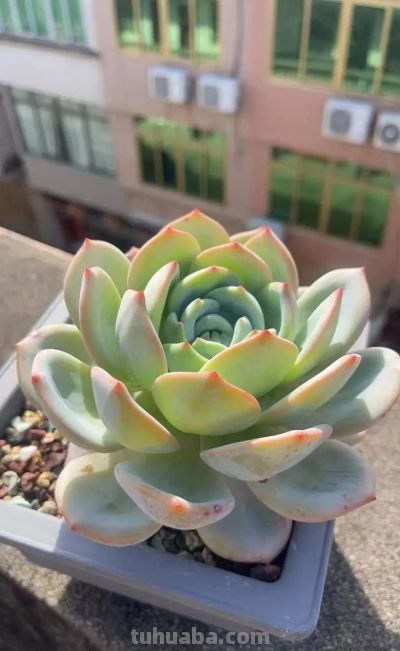 此时节的多肉，正有清风上南枝的景致 - 图画吧TUHUABA