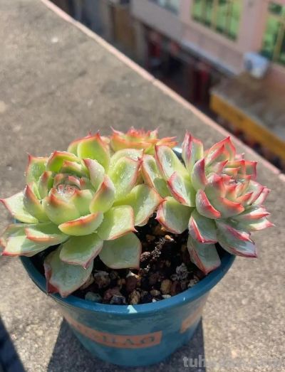 此时节的多肉，正有清风上南枝的景致 - 图画吧TUHUABA