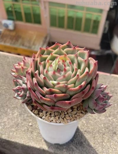 此时节的多肉，正有清风上南枝的景致 - 图画吧TUHUABA