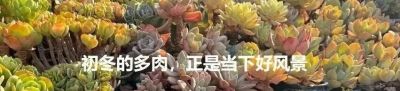 此时节的多肉，正有清风上南枝的景致 - 图画吧TUHUABA