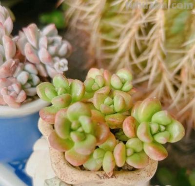 “爱喝水”的6种多肉，“喂饱了”才能撒欢长，肥肥胖胖超可爱 - 图画吧TUHUABA