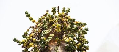 “爱喝水”的6种多肉，“喂饱了”才能撒欢长，肥肥胖胖超可爱 - 图画吧TUHUABA