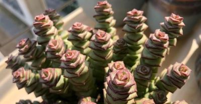 “爱喝水”的6种多肉，“喂饱了”才能撒欢长，肥肥胖胖超可爱 - 图画吧TUHUABA