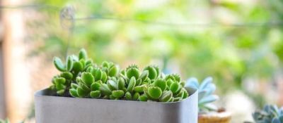 “爱喝水”的6种多肉，“喂饱了”才能撒欢长，肥肥胖胖超可爱 - 图画吧TUHUABA