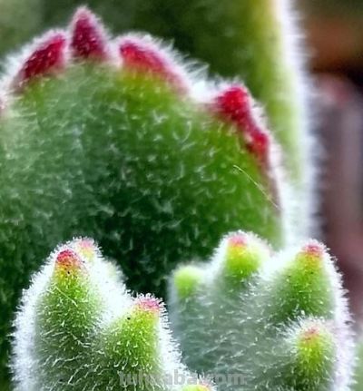 “爱喝水”的6种多肉，“喂饱了”才能撒欢长，肥肥胖胖超可爱 - 图画吧TUHUABA