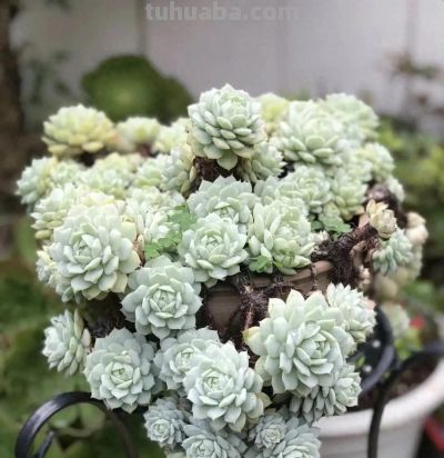 养多肉用土没有要求，只要不是黄土，都能种多肉，照样生长 - 图画吧TUHUABA