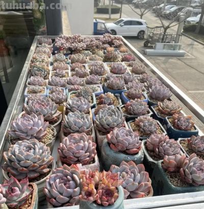 养多肉用土没有要求，只要不是黄土，都能种多肉，照样生长 - 图画吧TUHUABA