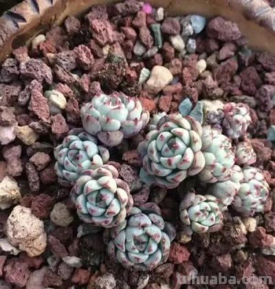 养多肉用土没有要求，只要不是黄土，都能种多肉，照样生长 - 图画吧TUHUABA