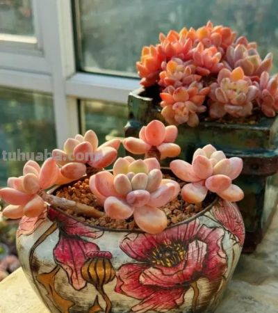 养多肉用土没有要求，只要不是黄土，都能种多肉，照样生长 - 图画吧TUHUABA