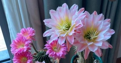 浙江一女子把“仙人球养到极致”，开花美极了，网友质疑：摆拍 - 图画吧TUHUABA