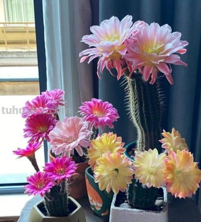 浙江一女子把“仙人球养到极致”，开花美极了，网友质疑：摆拍 - 图画吧TUHUABA