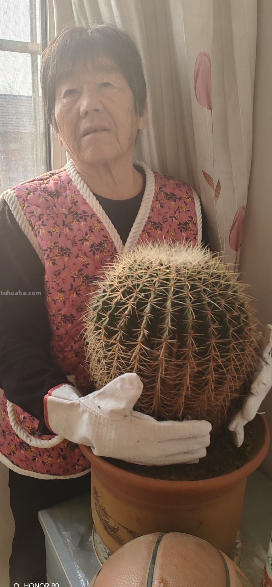 《别再养死了！记住“1多1少1偶尔”，你的仙人球也能长成巨无霸 - 今日头条