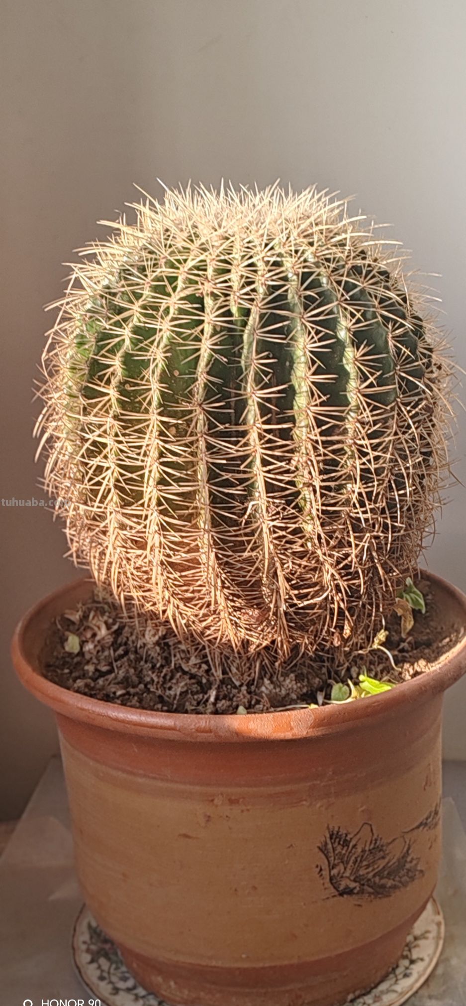 《别再养死了！记住“1多1少1偶尔”，你的仙人球也能长成巨无霸 - 图画吧TUHUABA