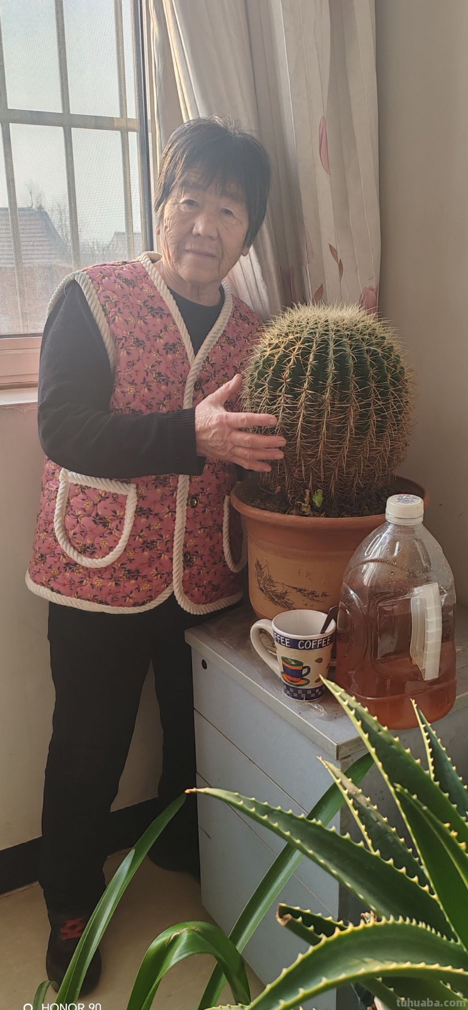 《别再养死了！记住“1多1少1偶尔”，你的仙人球也能长成巨无霸 - 图画吧TUHUABA