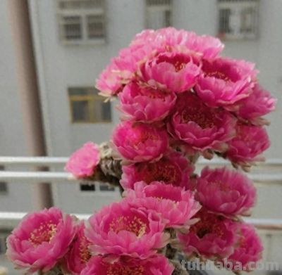 安徽一户人家，阳台上的仙人球“开爆花”，妥妥的“视觉盛宴” - 今日头条