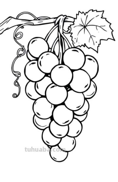 水果的简笔画线稿图 - 图画吧TUHUABA