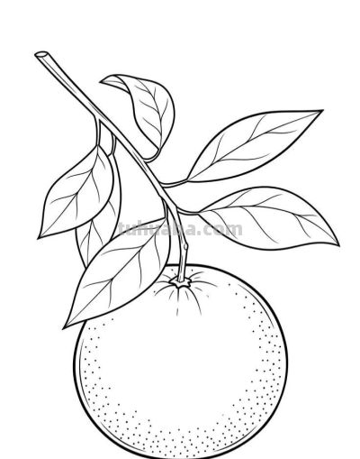 水果的简笔画线稿图 - 图画吧TUHUABA