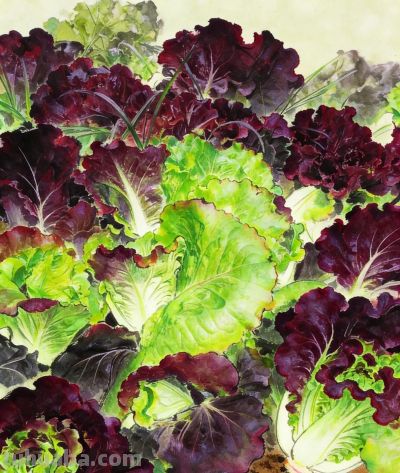 治愈系蔬果壁纸 - 图画吧TUHUABA