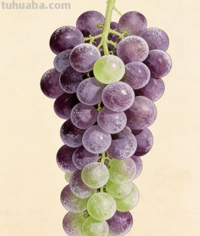 治愈系蔬果壁纸 - 图画吧TUHUABA