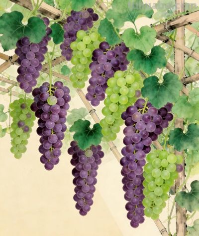 治愈系蔬果壁纸 - 图画吧TUHUABA