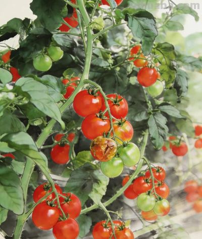 治愈系蔬果壁纸 - 图画吧TUHUABA