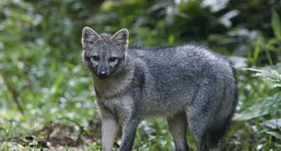 犬科的36种动物，种群数量非常庞大 - 今日头条