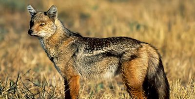 犬科的36种动物,种群数量非常庞大 - 今日头条 犬科的36种动物,种群数量非常庞大 - 图画吧TUHUABA