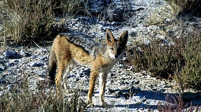 犬科的36种动物,种群数量非常庞大 - 今日头条 犬科的36种动物,种群数量非常庞大 - 图画吧TUHUABA