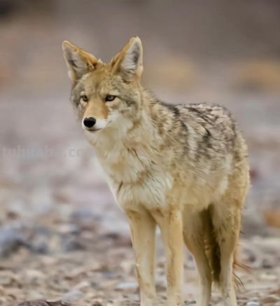 犬科的36种动物,种群数量非常庞大 - 今日头条 犬科的36种动物,种群数量非常庞大 - 图画吧TUHUABA