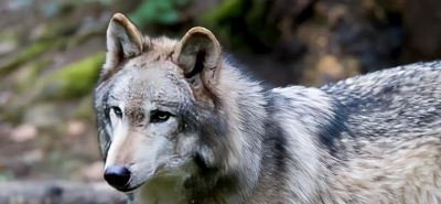 犬科的36种动物,种群数量非常庞大 - 今日头条 犬科的36种动物,种群数量非常庞大 - 图画吧TUHUABA