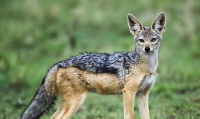 犬科的36种动物,种群数量非常庞大 - 今日头条 犬科的36种动物,种群数量非常庞大 - 图画吧TUHUABA