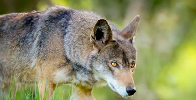 犬科的36种动物,种群数量非常庞大 - 今日头条 犬科的36种动物,种群数量非常庞大 - 图画吧TUHUABA