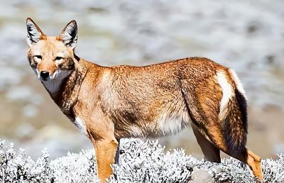 犬科的36种动物,种群数量非常庞大 - 今日头条 犬科的36种动物,种群数量非常庞大 - 图画吧TUHUABA