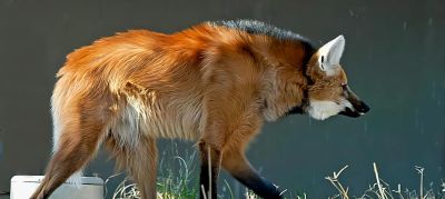 犬科的36种动物,种群数量非常庞大 - 今日头条 犬科的36种动物,种群数量非常庞大 - 图画吧TUHUABA