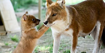 犬科的36种动物,种群数量非常庞大 - 今日头条 犬科的36种动物,种群数量非常庞大 - 图画吧TUHUABA