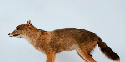 犬科的36种动物,种群数量非常庞大 - 今日头条 犬科的36种动物,种群数量非常庞大 - 图画吧TUHUABA