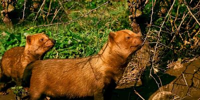 犬科的36种动物,种群数量非常庞大 - 今日头条 犬科的36种动物,种群数量非常庞大 - 图画吧TUHUABA