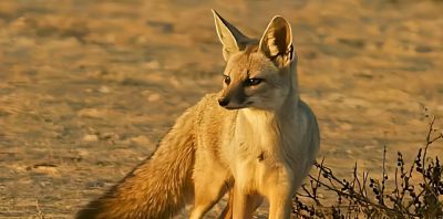 犬科的36种动物,种群数量非常庞大 - 今日头条 犬科的36种动物,种群数量非常庞大 - 图画吧TUHUABA