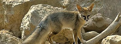 犬科的36种动物,种群数量非常庞大 - 今日头条 犬科的36种动物,种群数量非常庞大 - 图画吧TUHUABA