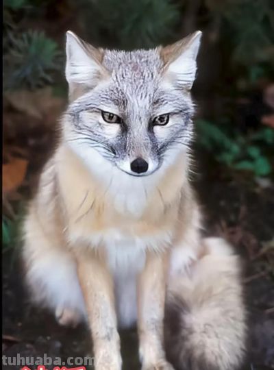 犬科的36种动物,种群数量非常庞大 - 今日头条 犬科的36种动物,种群数量非常庞大 - 图画吧TUHUABA